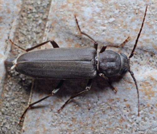 Arhopalus ferus